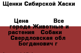 Щенки Сибирской Хаски › Цена ­ 20 000 - Все города Животные и растения » Собаки   . Свердловская обл.,Богданович г.